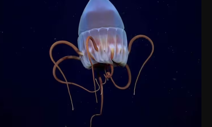 Comenzará la expedición científica uruguaya para investigar nuestro océano: amar lo que se comprende